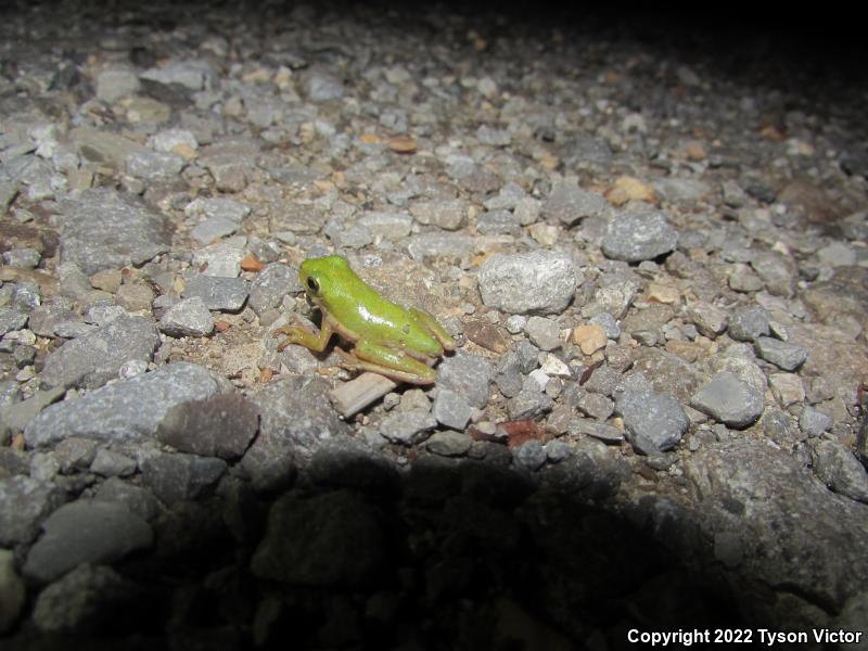 Green Treefrog (Hyla cinerea)