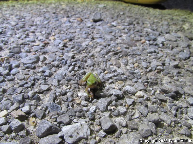 Green Treefrog (Hyla cinerea)