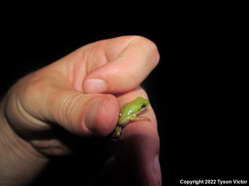 Green Treefrog (Hyla cinerea)