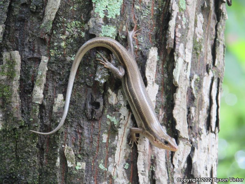 Five-lined Skink (Plestiodon fasciatus)