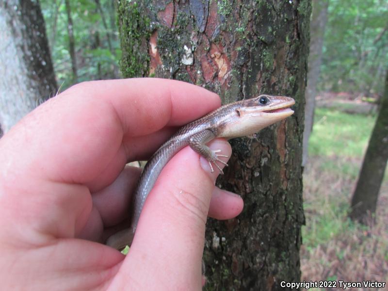 Five-lined Skink (Plestiodon fasciatus)