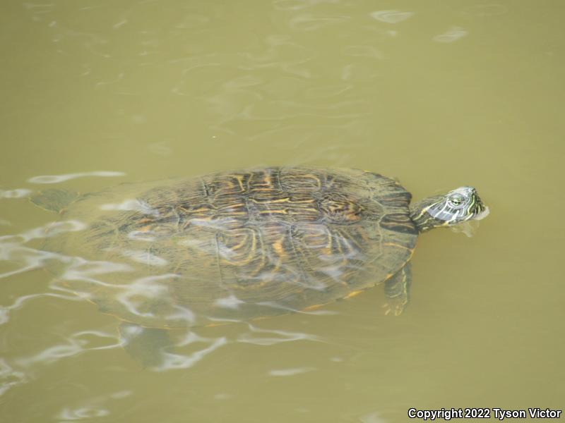 Eastern River Cooter (Pseudemys concinna concinna)