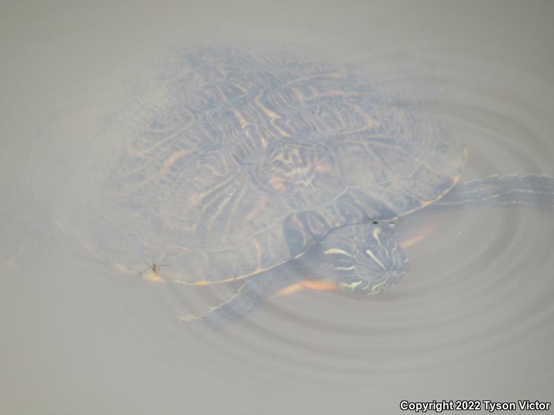 Eastern River Cooter (Pseudemys concinna concinna)