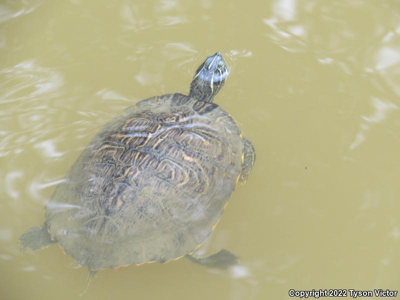 Eastern River Cooter (Pseudemys concinna concinna)