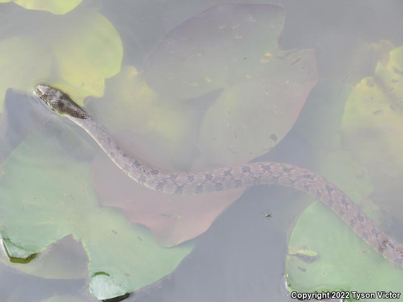 Diamond-backed Watersnake (Nerodia rhombifer rhombifer)