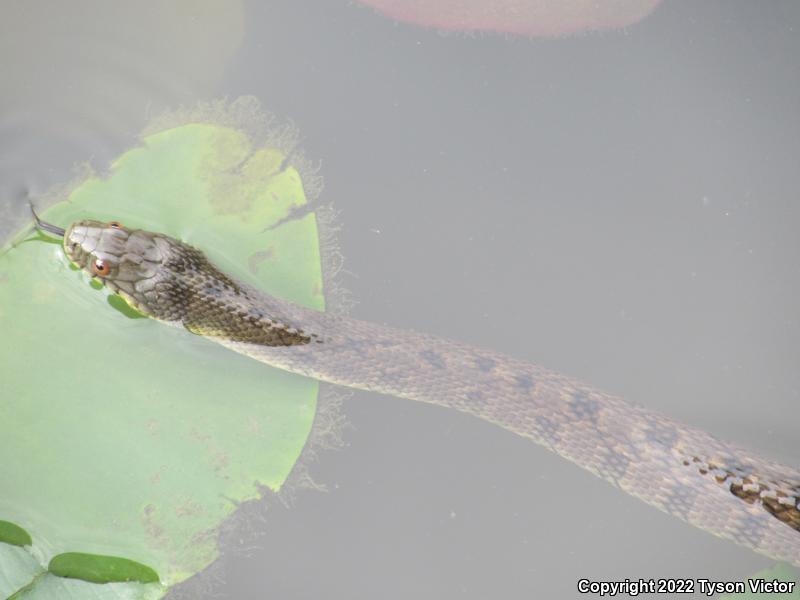 Diamond-backed Watersnake (Nerodia rhombifer rhombifer)