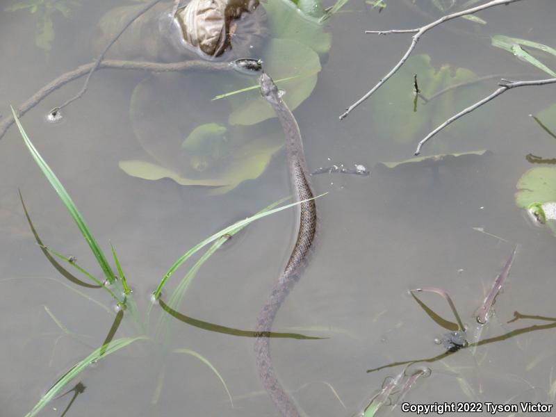 Diamond-backed Watersnake (Nerodia rhombifer rhombifer)