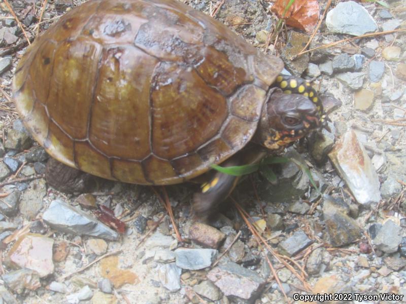 Three-toed Box Turtle (Terrapene carolina triunguis)