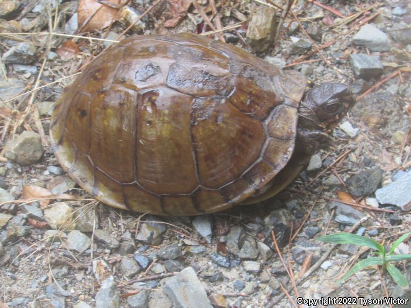 Three-toed Box Turtle (Terrapene carolina triunguis)