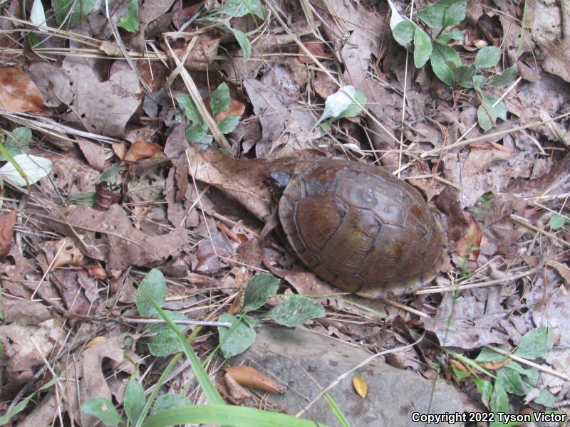 Three-toed Box Turtle (Terrapene carolina triunguis)