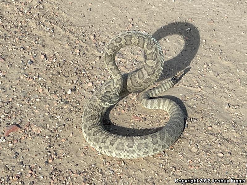 Prairie Rattlesnake (Crotalus viridis)