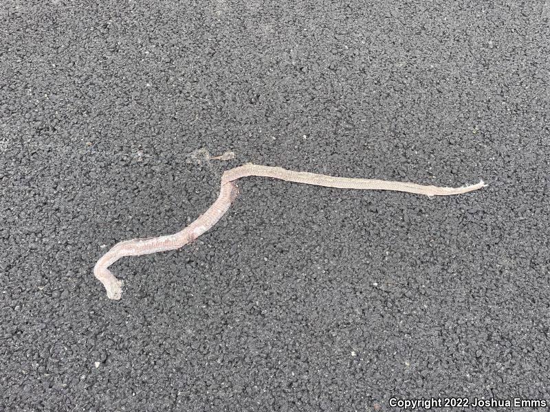 Western Coachwhip (Coluber flagellum testaceus)