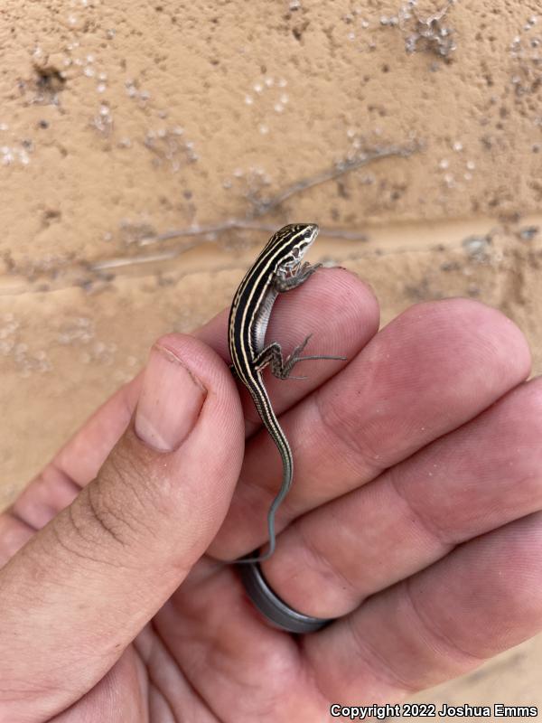 Desert Grassland Whiptail (Aspidoscelis uniparens)