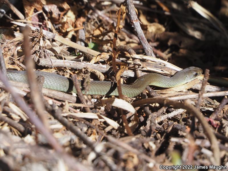 Western Yellow-bellied Racer (Coluber constrictor mormon)