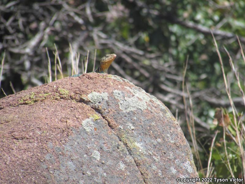 Eastern Collared Lizard (Crotaphytus collaris)