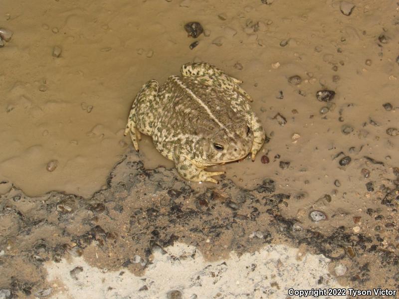 Woodhouse's Toad (Anaxyrus woodhousii woodhousii)