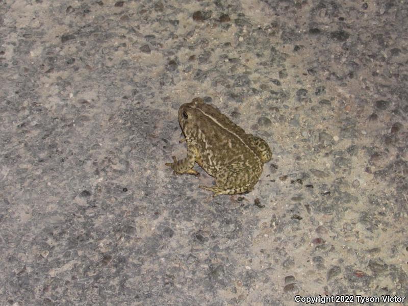 Woodhouse's Toad (Anaxyrus woodhousii woodhousii)