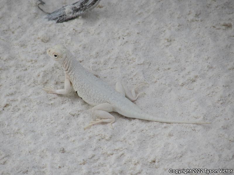 Bleached Earless Lizard (Holbrookia maculata ruthveni)