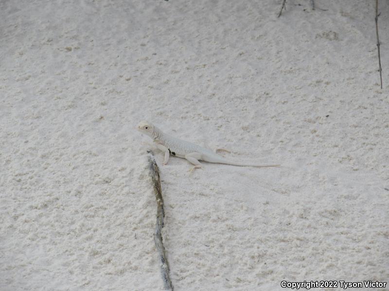 Bleached Earless Lizard (Holbrookia maculata ruthveni)