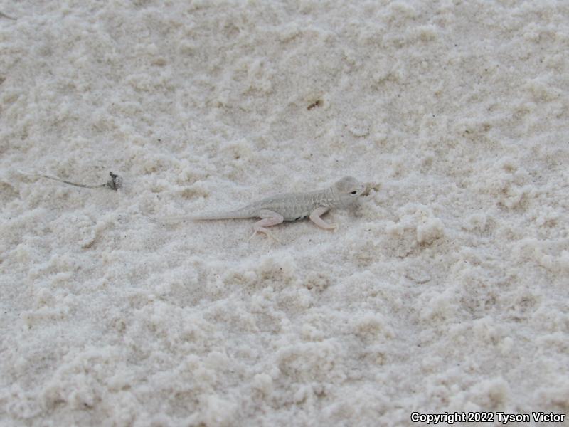 Bleached Earless Lizard (Holbrookia maculata ruthveni)