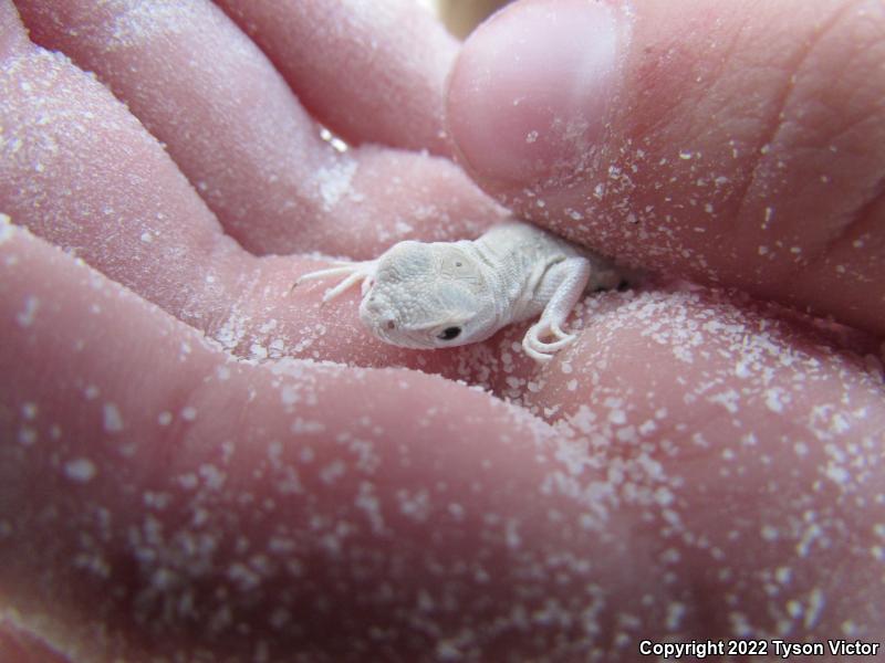 Bleached Earless Lizard (Holbrookia maculata ruthveni)