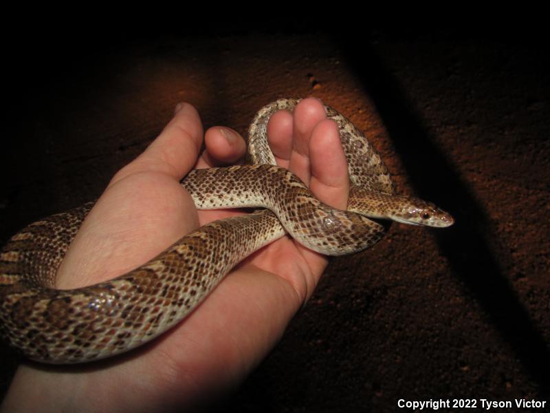 Painted Desert Glossy Snake (Arizona elegans philipi)