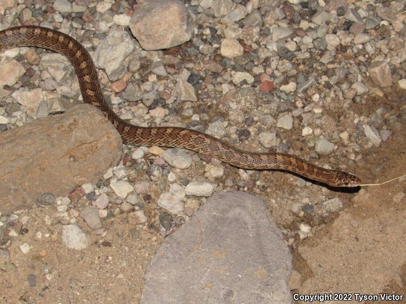 Painted Desert Glossy Snake (Arizona elegans philipi)