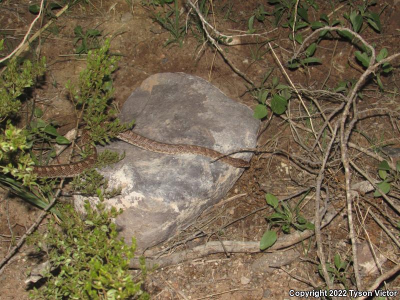 Painted Desert Glossy Snake (Arizona elegans philipi)