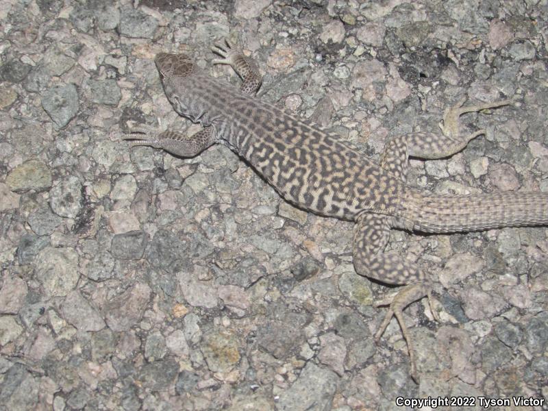 Western Marbled Whiptail (Aspidoscelis marmorata marmorata)