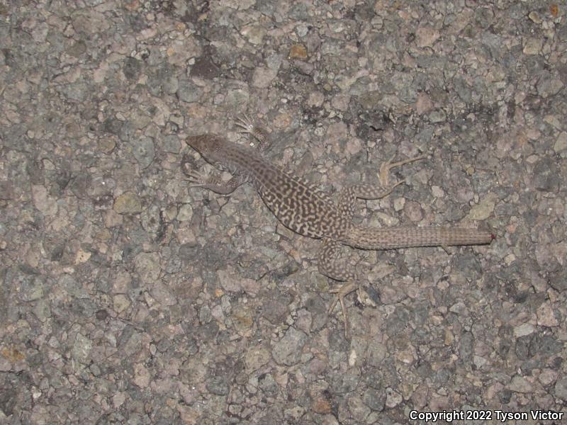 Western Marbled Whiptail (Aspidoscelis marmorata marmorata)