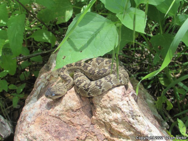 Northern Black-tailed Rattlesnake (Crotalus molossus molossus)