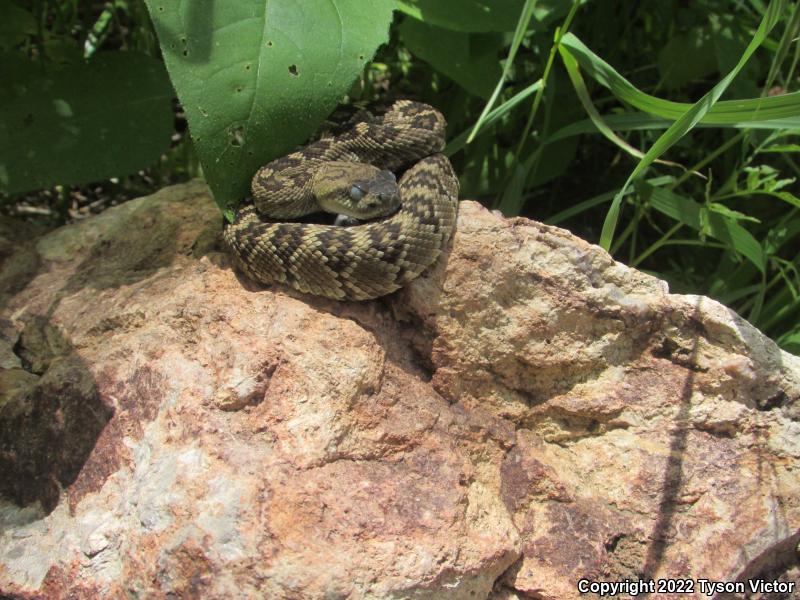 Northern Black-tailed Rattlesnake (Crotalus molossus molossus)