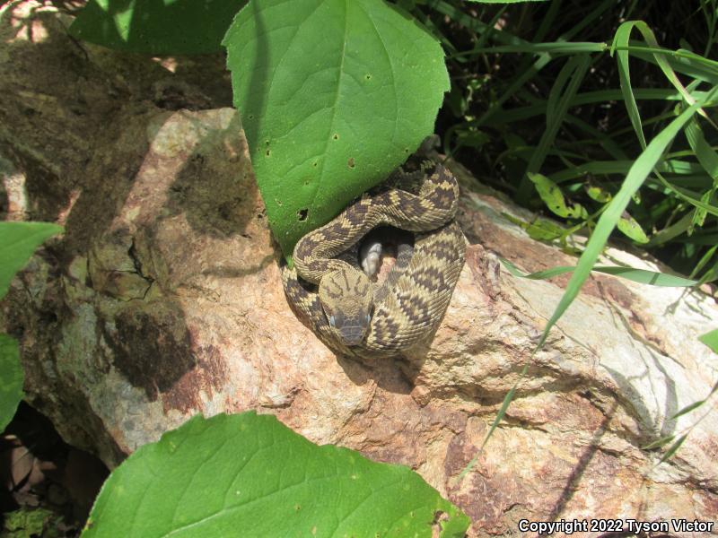 Northern Black-tailed Rattlesnake (Crotalus molossus molossus)