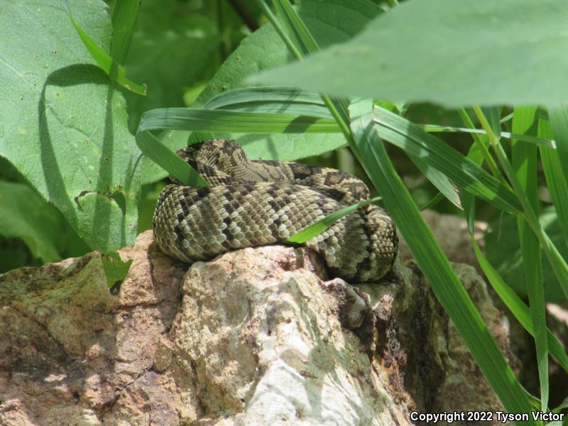 Northern Black-tailed Rattlesnake (Crotalus molossus molossus)