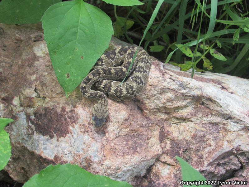 Northern Black-tailed Rattlesnake (Crotalus molossus molossus)