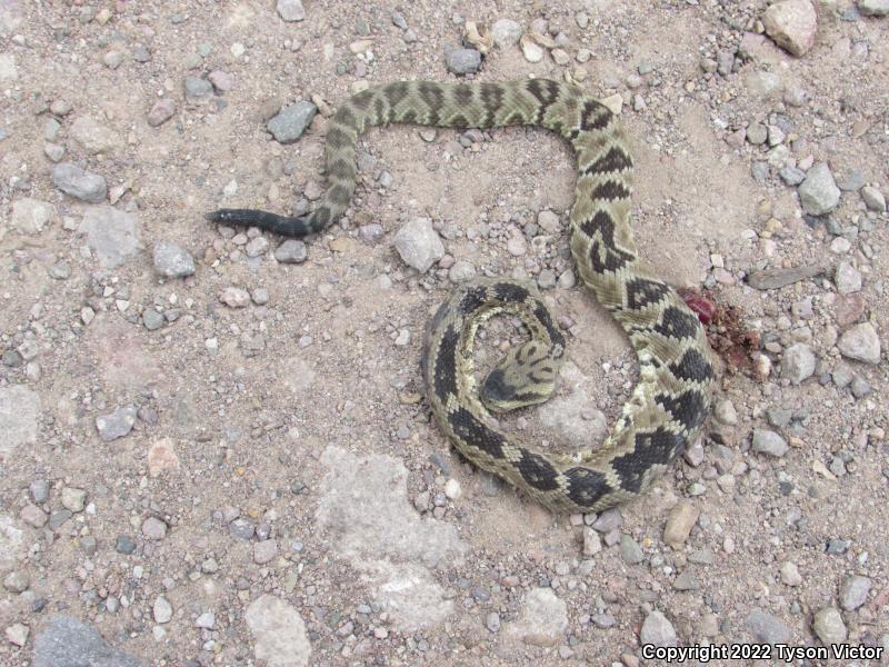 Northern Black-tailed Rattlesnake (Crotalus molossus molossus)