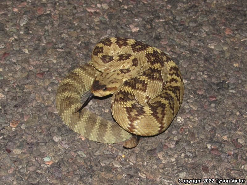 Northern Black-tailed Rattlesnake (Crotalus molossus molossus)