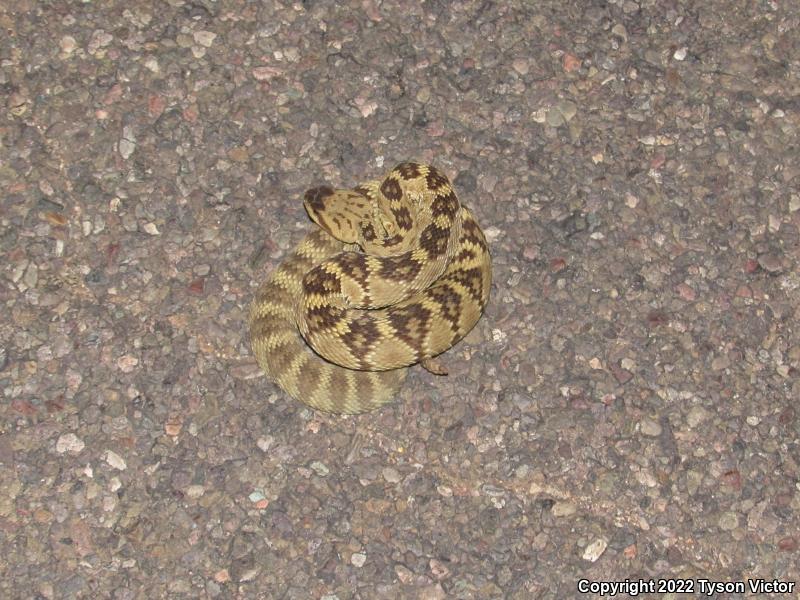 Northern Black-tailed Rattlesnake (Crotalus molossus molossus)