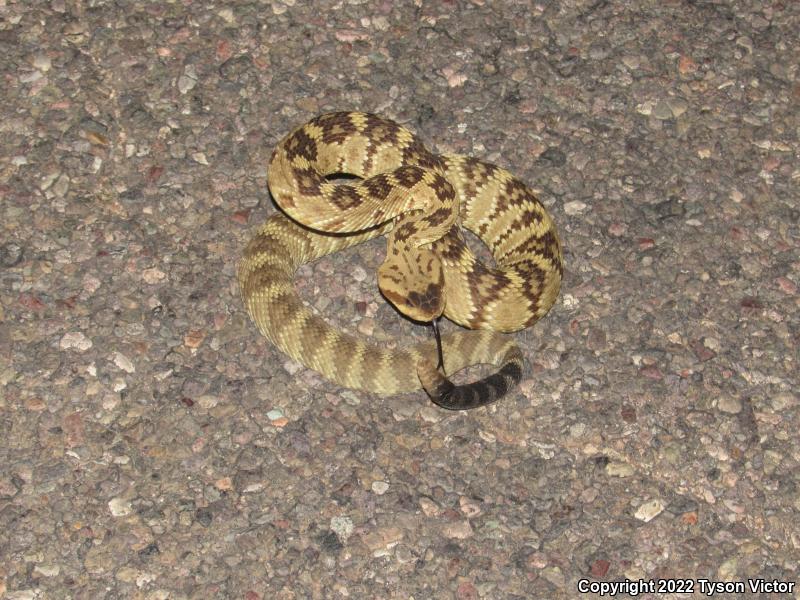 Northern Black-tailed Rattlesnake (Crotalus molossus molossus)