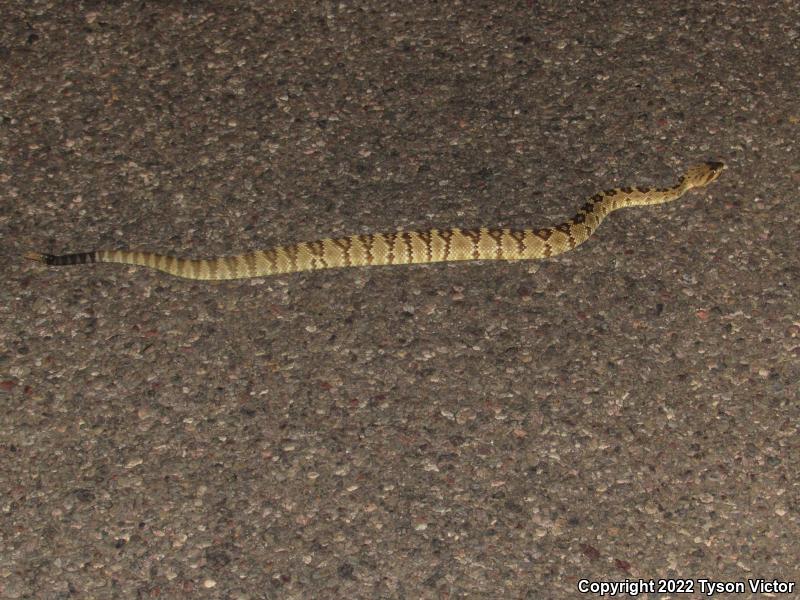 Northern Black-tailed Rattlesnake (Crotalus molossus molossus)