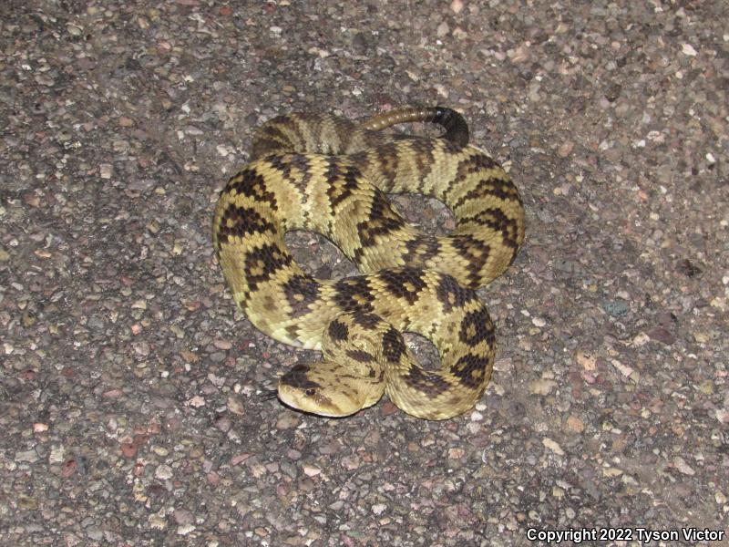 Northern Black-tailed Rattlesnake (Crotalus molossus molossus)