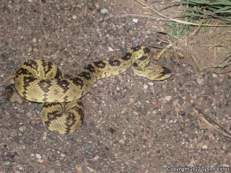 Northern Black-tailed Rattlesnake (Crotalus molossus molossus)