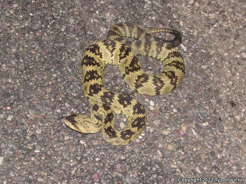 Northern Black-tailed Rattlesnake (Crotalus molossus molossus)