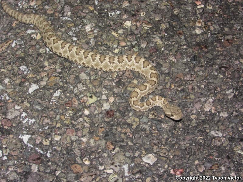 Mohave Rattlesnake (Crotalus scutulatus scutulatus)