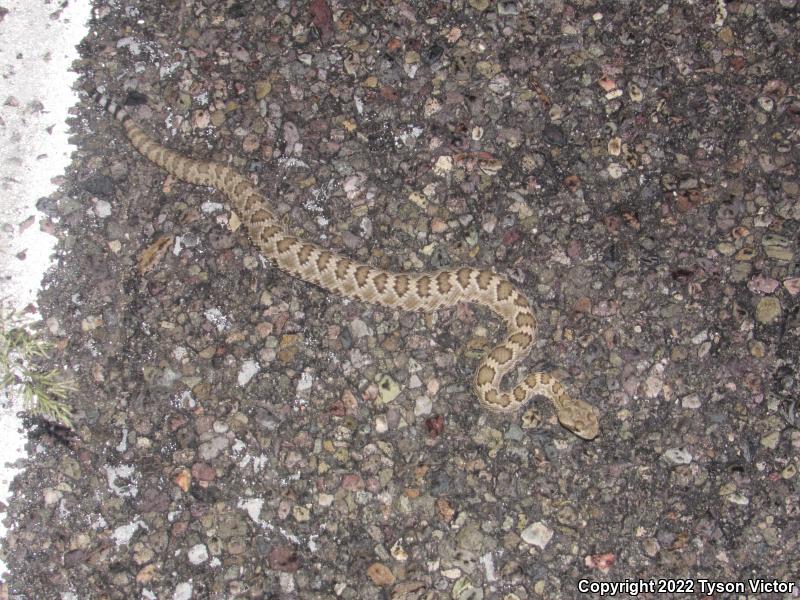 Mohave Rattlesnake (Crotalus scutulatus scutulatus)