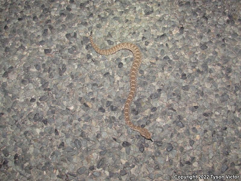 Mohave Rattlesnake (Crotalus scutulatus scutulatus)