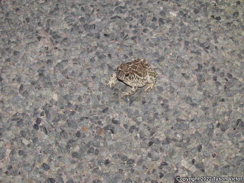 Great Plains Toad (Anaxyrus cognatus)