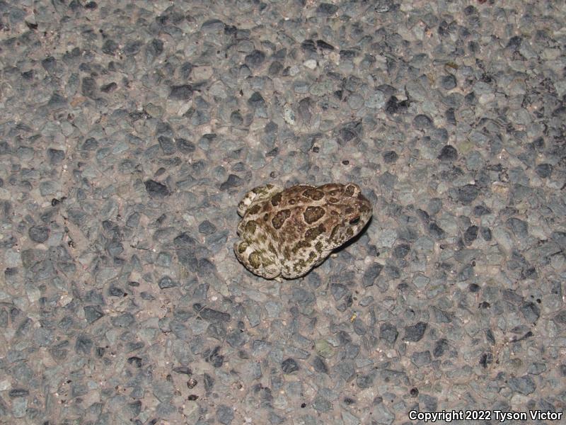 Great Plains Toad (Anaxyrus cognatus)