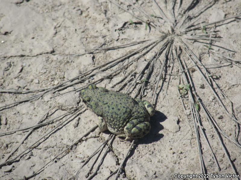 Western Green Toad (Anaxyrus debilis insidior)