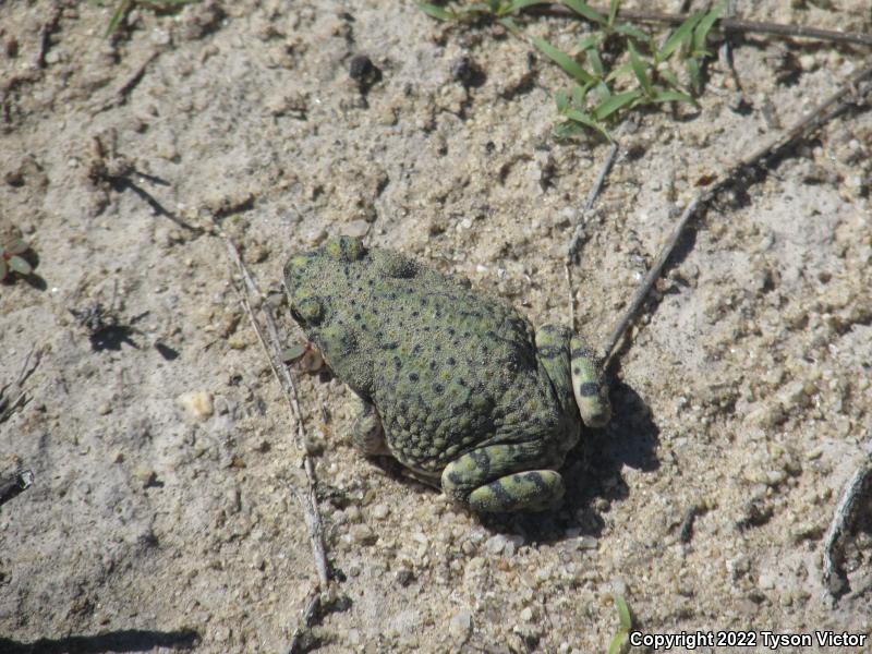 Western Green Toad (Anaxyrus debilis insidior)